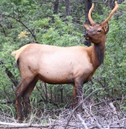 0J6A8447Grand_Canyon_Elk