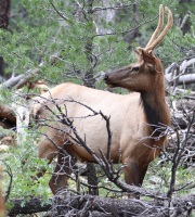 0J6A8460Grand_Canyon_Elk