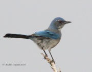 0J6A8473Woodhouse's_Scrub-Jay