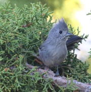 0J6A8518Juniper_Titmouse