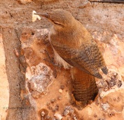 0J6A8534Canyon_Wren