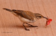 0J6A8552Canyon_Wren