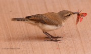 0J6A8556Canyon_Wren