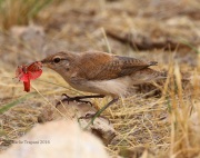0J6A8580Canyon_Wren
