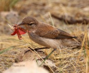 0J6A8584Canyon_Wren