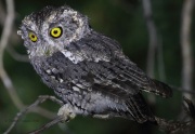 0J6A9308Whiskered_Screech_Owl