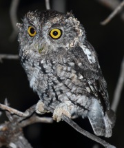 0J6A9332Whiskered_Screech_Owl
