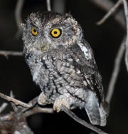 0J6A9333Whiskered_Screech_Owl