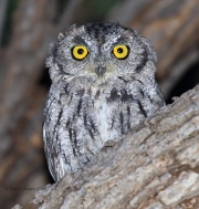 0J6A9358Western_Screech_Owl