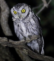 0J6A9368Western_Screech_Owl