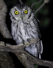 0J6A9377Western_Screech_Owl