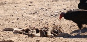 0J6A9414Turkey_Vulture_Eat_Coyote