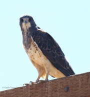 0J6A9446Swainson's_Hawk