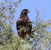 0J6A9491Swainson's_Hawk