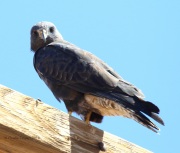 0J6A9505Swainson's_Hawk