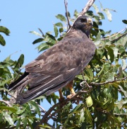 0J6A9515Swainson's_Hawk