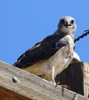 0J6A9546Swainson's_Hawk