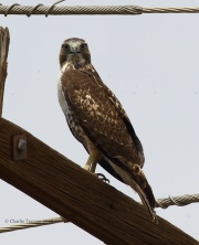 0J6A9574Red-Tailed_Hawk