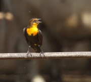 0J6A9593Yellow-Headed_Blackbird