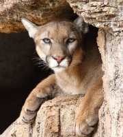 0J6A9632Captive_Mountain_Lion