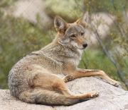 0J6A9643Captive_Coyote