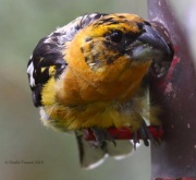 0J6A9669Captive_Hybrid_Grosbeak