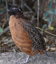 0J6A9680Captive_Masked_Bobwhite