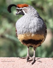 0J6A9942Gamble's_Quail
