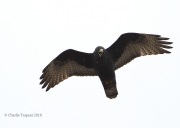 6S3A0400Zone-Tailed_Hawk
