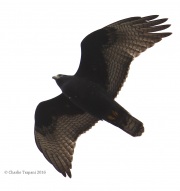 6S3A0409Zone-Tailed_Hawk