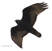 6S3A0410Zone-Tailed_Hawk