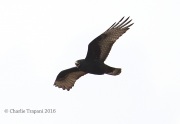 6S3A0449Zone-Tailed_Hawk