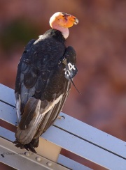 6S3A0512California_Condor_#54