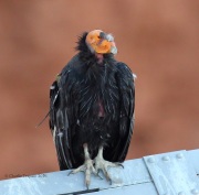 6S3A0568California_Condor_#54
