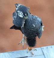 6S3A0590California_Condor_#54