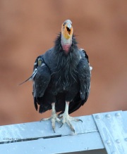 6S3A0592California_Condor_#54