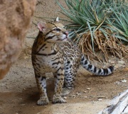 6S3A0915Captive_Ocelot