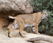 6S3A0921Captive_Bobcat