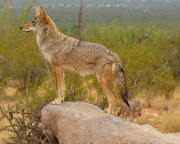 6S3A0939Captive_Coyote
