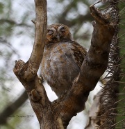 6S3A0951Captive_Elf_Owl