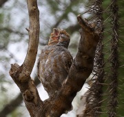 6S3A0953Captive_Elf_Owl
