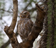 6S3A0955Captive_Elf_Owl
