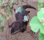 6S3A0965River_Otter