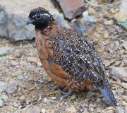 6S3A1040Captive_Masked_Bobwhite