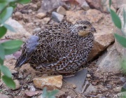 6S3A1060Captive_Masked_Bobwhite
