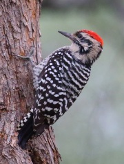 6S3A1427Ladder-backed_Woodpecker