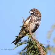 6S3A1581Lark_Bunting