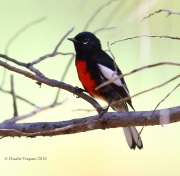 6S3A1595Painted_Redstart