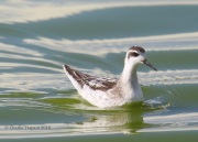 6S3A1678Red-necked_Phalarope