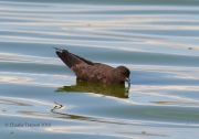6S3A1731Black_Storm_Petrel